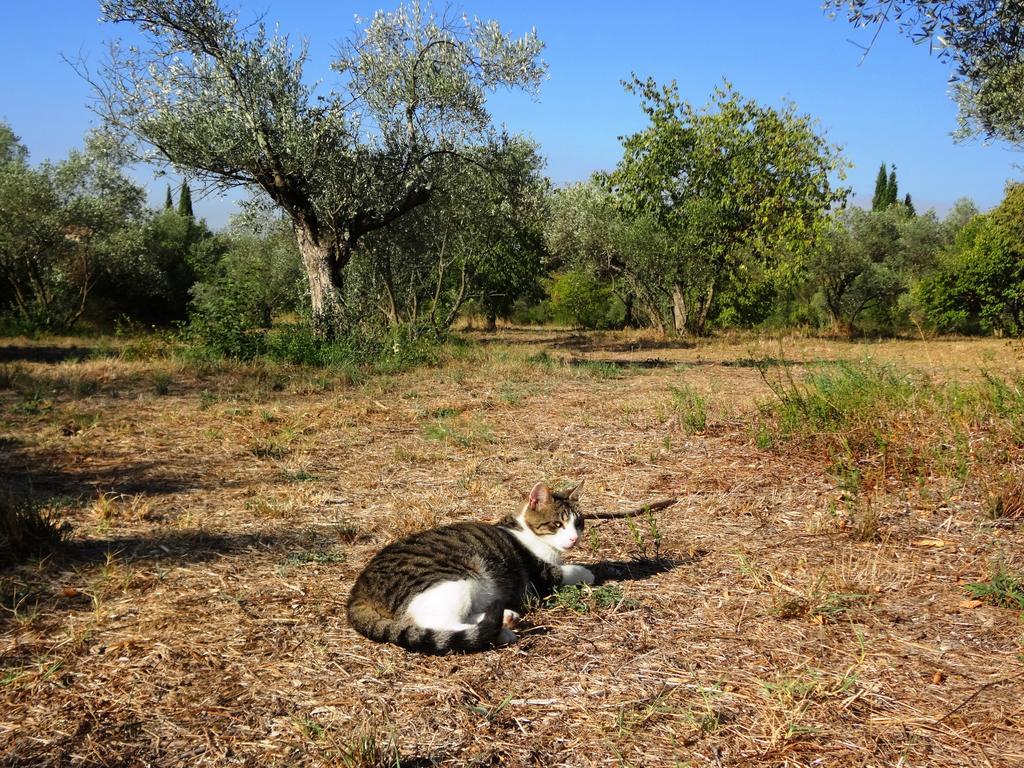 شقة Les Olives Uzès المظهر الخارجي الصورة